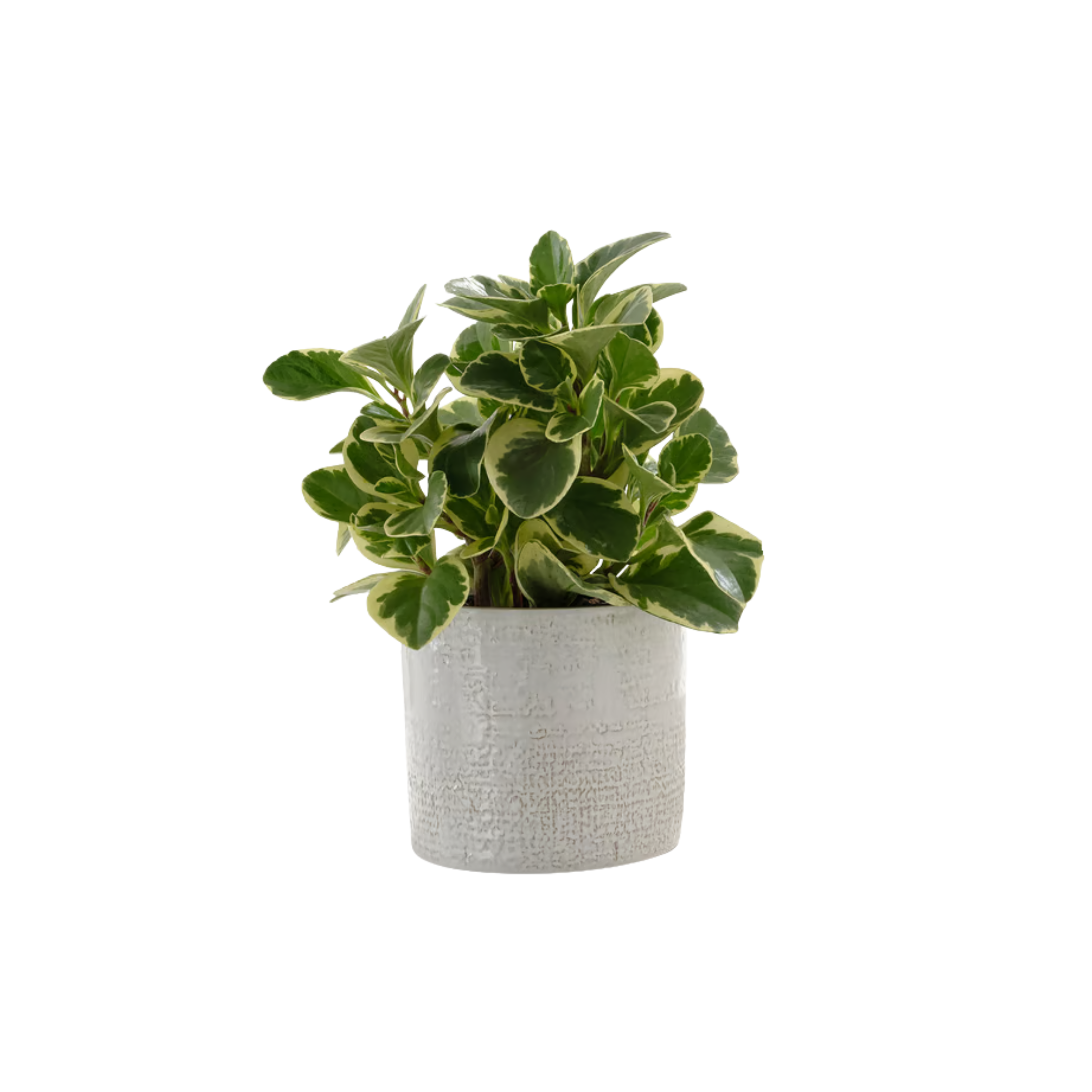 Pot multi-usage blanc texturé 16cm